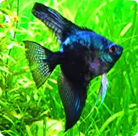 Angelfish - SP Black and Blue - Small Angelfish - SP Black and Blue - Small